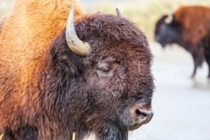 Buffalo