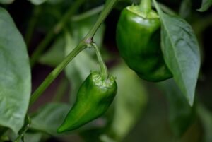 a-green-bell-pepper-growing-on-the-plant-gastrono-2026-01-11-09-46-01-utcs