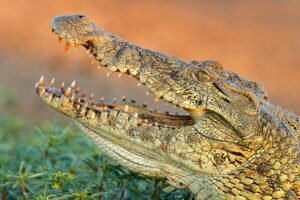 Nile crocodile with open jaws