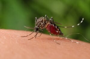 Foto 2 Dengue