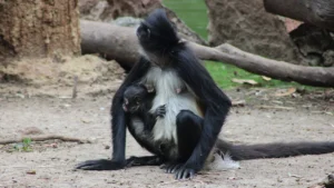 leon-nacimiento-mono-arana-parque-zoologico